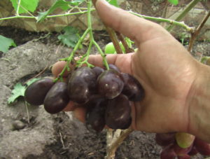 Сорт винограда Алвика