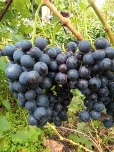 Виноград сорта Полинка