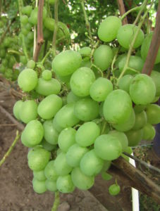 Сорт винограда Кеша