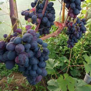 Виноград сорта Черный сверхранний 