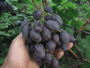 Виноград сорта Бруно