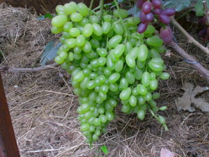 Сорт винограда Гелиодор