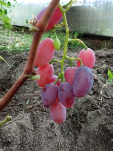 Виноград сорта Альбано