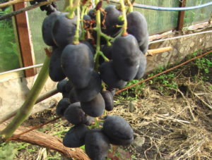 Виноград сорта Ромбик