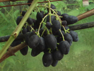 Виноград сорта Ромбик