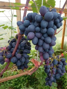 Виноград сорта Черный сверхранний