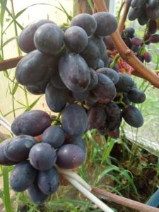 Сорт винограда Центрурион ( Бомба)