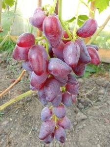 Сорт винограда Дубовский розовый