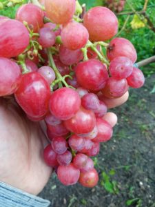Сорт винограда Дынька