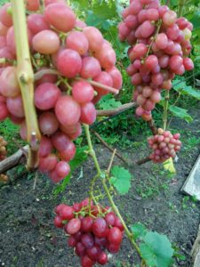 Сорт винограда Дынька