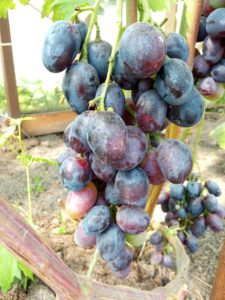Сорт винограда Шикарный